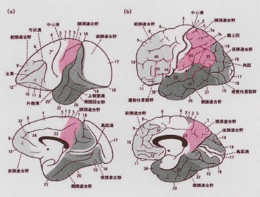 図 脳の部位ごとの名称 前頭連合野